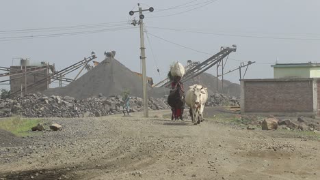 An-villager-woman-taking-her-cows-from-crusher-field-in-Dumka,-Jharkhand-in-India