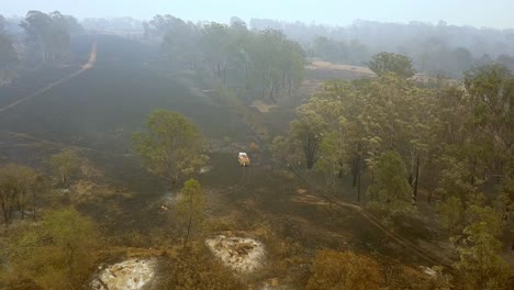 Firefighters-extinguish-flames-on-burning-scorched-ground-with-fire-engine-from-eucalyptus-forest-fire,-Aerial-drone-flyover-reveal-shot