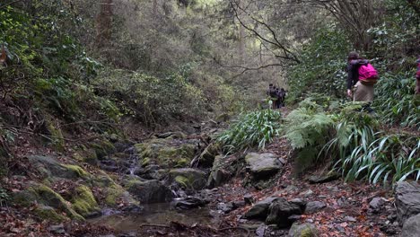 Excursionistas-Caminando-Por-Un-Bosque-Frondoso-Y-Profundo-Con-Un-Pequeño-Arroyo-Corriendo