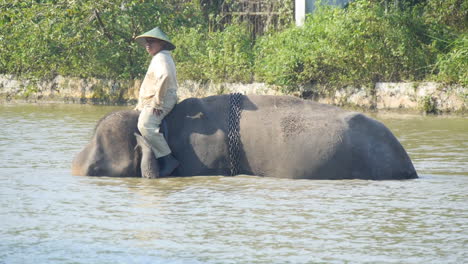 Sumatran-Elephant-at-Bath-Time,-Trainer-Wearing-Asian-Conical-Hat,-Slow-Motion-4