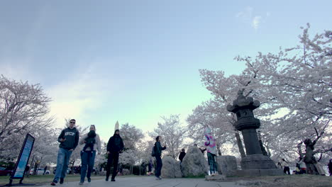 A-lot-of-people-walk-in-the-National-Mall-park-during-the-National-Cherry-Blossom-Festival---wide-angle-shot