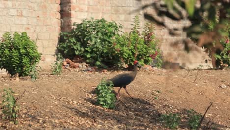 Ein-Kleiner-Vogel-Steht-Bei-Sonnenuntergang-Auf-Dem-Bauernhof,-Ein-Indischer-Rennvogel