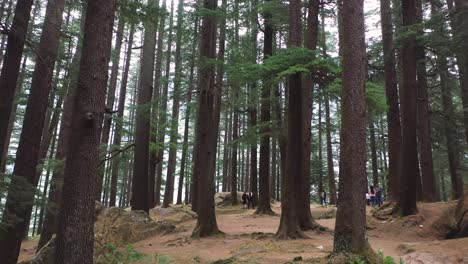 Toma-Aérea-De-La-Pareja-Caminando-Por-El-Sendero-Entre-El-Bosque-De-Pinos