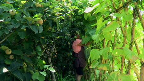 A-woman-harvests-green-beans,-among-the-fruit-trees-and-various-vegetables,-in-her-vegetable-garden