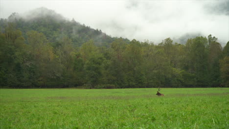 Majestic-Elk-Sitting-in-a-Green,-Open-Field-below-the-Great-Smokey-Moutains