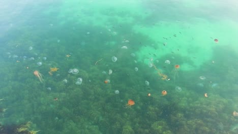 Rote-Und-Weiße-Quallen-Schwimmen-Zwischen-Müll,-Plastiktüten-Und-Anderen-Fischen,-Da-Sie-Schwer-Zu-Unterscheiden-Sind