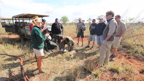 Eine-Gruppe-Von-Männern-Arbeitet-An-Einem-Schutzprojekt-Zur-Halsbandhaltung-Afrikanischer-Wildhunde-Im-Sommer-Im-Privaten-Wildreservat-Madikwe