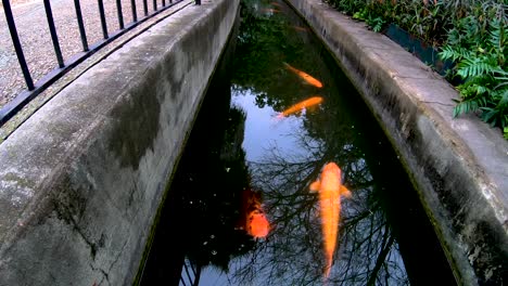 Koi-Schwimmen-In-Den-Bewässerungskanälen-Rund-Um-Die-Alamo-Mission