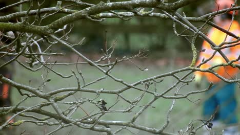 Council-tree-surgeons-wearing-hi-viz-safety-gear-chopping-tree-into-sections---putting-it-through-chipping-machine