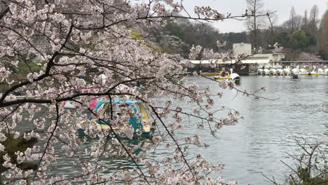 Barcos-Navegando-Detrás-De-Los-Cerezos-En-Flor-Junto-Al-Lago-Del-Parque-Inokashira