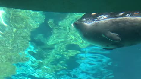 Una-Linda-Foca-De-Puerto-Nadando-Dentro-De-Un-Acuario-De-Vidrio-En-El-Parque-De-Diversiones-Sea-World