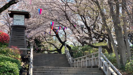 Flores-De-Cerezo-En-El-Aislado-Parque-Asukayama-Con-Lámparas-De-Papel,-Reloj-De-Torre,-Caminos-De-Piedra-Y-Escaleras