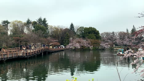 Una-Panorámica-Del-Lago-Del-Parque-Inokashira-Y-El-Puente-Con-Flor-De-Cerezo