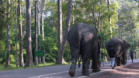 Nahaufnahme-Von-Elefanten,-Die-Am-Straßenrand-Von-Angkor-Wat-Spazieren