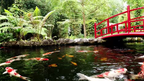 Wunderschöner-Koi-Fisch,-Teich-Mit-Klarem-Wasser