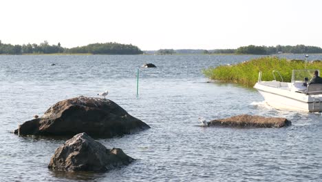 Sommer-In-Finnland,-Boot-Und-Möwen-Mit-Neugeborenen-Küken-Im-Idyllischen-Archipel