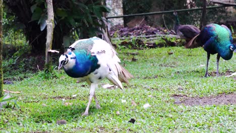 Pava-Verde-Caminando-Dentro-De-Una-Jaula