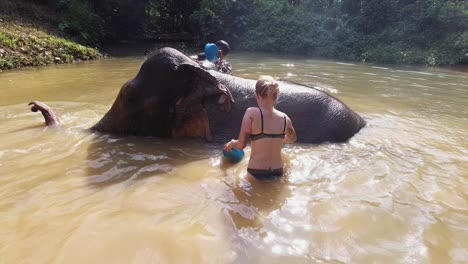 Two-people-bathing-the-Asian-elephant-in-mud-pool-in-Khao-Sok-National-Park-in-Surat-Thani,-Thailand---medium-shot