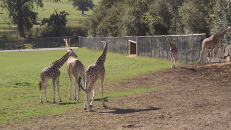 Tomas-Abiertas-De-Un-Grupo-De-Jirafas-Mientras-Deambulan-Por-Su-Recinto-En-Un-Parque-De-Vida-Silvestre