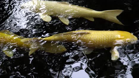 Großer-Japanischer-Koi-Fisch-Im-Teich