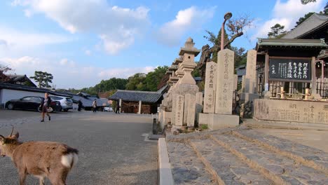 Der-Ikonische-Nara-Hirsch-Geht-Die-Treppe-Hinunter-Auf-Touristen-Im-Nara-Park-Zu