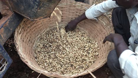 Machine-is-dispensing-peanuts-which-are-falling-into-a-basket-while-Indian-man-is-spreading-them