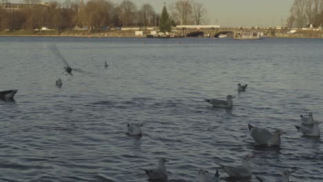 Patos-Y-Gaviotas-Reunidas-En-El-Borde-De-Binnenalster-En-Hamburgo,-Alemania