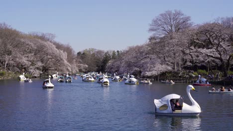 Turistas-Disfrutando-De-Un-Paseo-En-Bote-De-Cisnes-Sobre-El-Lago-Tranquilo-En-El-Parque-Inokashira-koen-En-Tokio,-Japón-Con-árboles-De-Sakura-En-Flor---Plano-General