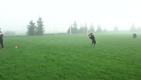 Disparo-A-Cámara-Lenta-De-Un-Perro-Atrapando-Frisbee-En-El-Césped-Durante-Un-Día-Polvoriento