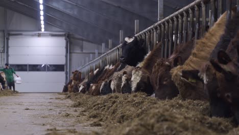 Low-angle-wide-shot-of-Modern-Cow-Farm-With-Lots-of-Dairy-Norwegian-red-Cattles