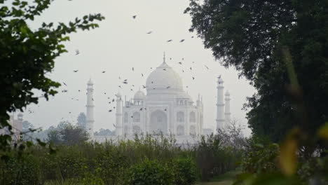 Birds-fly-near-the-taj-mahal