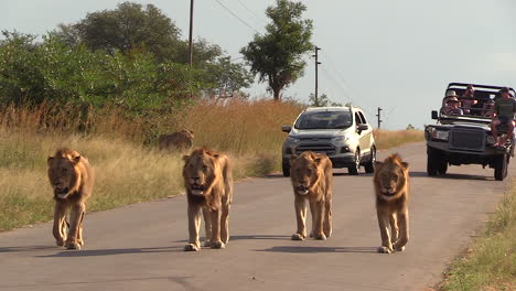 Los-Leones-Machos-Caminan-Por-Una-Carretera-De-Hormigón-Con-Coches-Parados-Detrás-De-Ellos