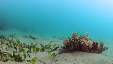 A-scary-looking-marine-creature-crawling-along-the-ocean-floor