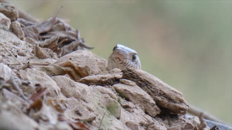 Serpiente-Rata-India-Serpiente-Rata-India