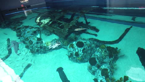 Tiburón-Toro-Nadando-En-La-Sobrecarga-Del-Acuario-Del-Estado-De-Texas