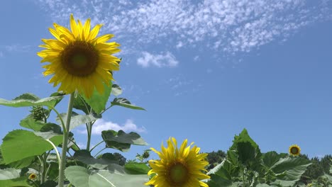 Girasol-Balanceándose-En-La-Brisa-En-Un-Campo-Verde-Contra-Un-Cielo-Azul-Con-Nubes-Blancas-Altas