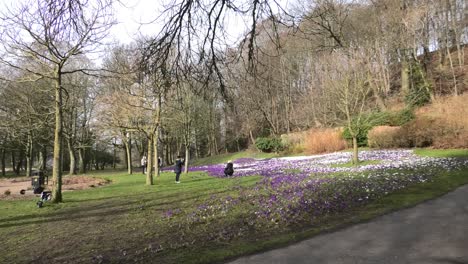 Flores-De-Primavera-En-El-Parque-Seaton-En-Una-Mañana-Soleada-Con-Un-Estudiante-Tomando-Fotos