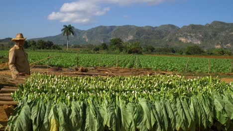 Granjeros-Poniendo-Tabaco-En-La-Secadora