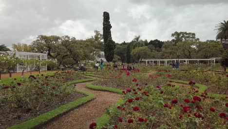 Incline-Hacia-Arriba-Revelando-El-Hermoso-Jardín-De-Rosas-De-Palermo-Y-Las-Flores-Rojas-En-Un-Día-Nublado