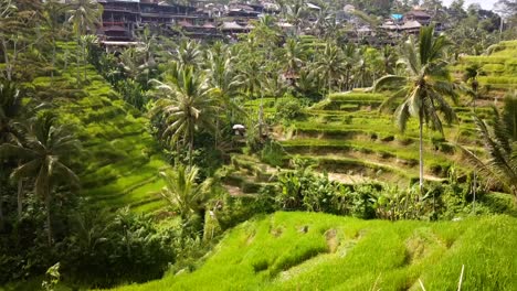 Un-Lapso-De-Tiempo-De-Las-Terrazas-De-Arroz-De-Tegalalang-En-Un-Día-Nublado-En-Ubud,-Bali,-Indonesia