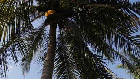 Un-Local-Chino-En-Un-Cocotero-Y-Cosechando-Frutos-De-Coco-Y-Dejándolos-Caer-Al-Suelo---Inclínate-Hacia-Arriba