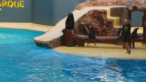 Seelöwe-Springt-Während-Der-Seelöwenshow-Im-Loro-Parque,-Teneriffa,-Wiederholt-Aus-Dem-Wasser