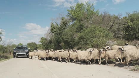 Ganadería-Ovina-Tradicional-En-Dalmacia-Croata-Y-Turismo-Rural