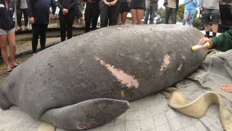 girls-uses-chalk-to-document-injuries-on-manatee-right-before-putting-it-back-into-water