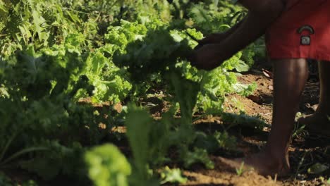 Close-up-shot-of-a-laborer-harvesting-mustard-greens-from-a-vegetable-field