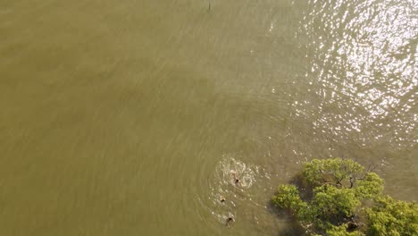 Mangrovenbäume-Und-Badende-Kinder,-Ein-Erfolgreiches-Wiederaufforstungsprogramm-In-Samut-Prakan,-Thailand