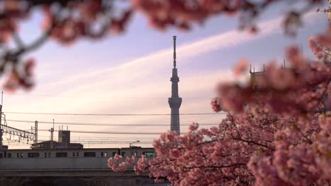 Vista-En-Cámara-Lenta-Del-Tren-Corriendo-Con-El-Telón-De-Fondo-De-Tokyo-Skytree-Y-Sakura