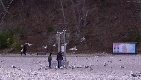 Gaviotas-Volando-Alrededor-De-La-Gente-En-Cámara-Lenta