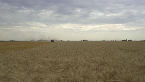 Un-Campo-De-Trigo,-Con-Un-Tractor-Distante-Y-Una-Cosechadora