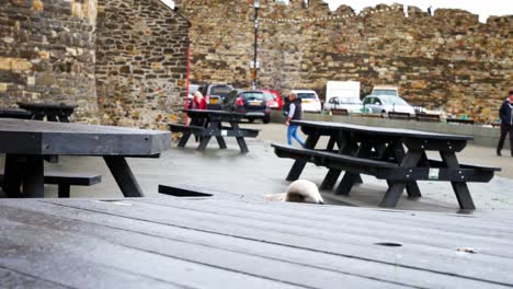 Freche,-Neugierige-Graue-Möwe,-Die-Auf-Dem-Picknicktisch-Im-Hafen-Von-Conwy-Im-Bewölkten-Herbsthafen-Steht